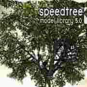 speedtree(三维树木建模软件) v5.1 绿色版v5.1 绿色版 